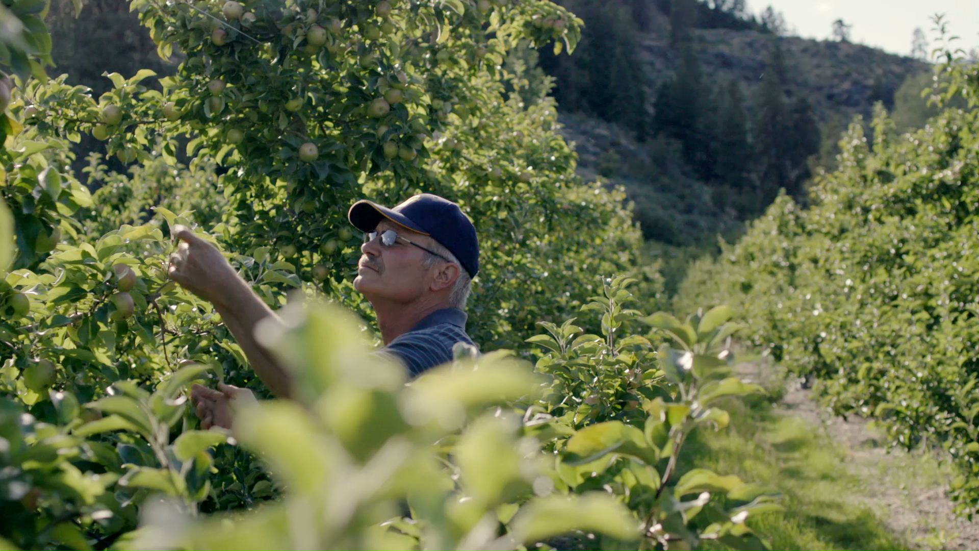 Apple Grower