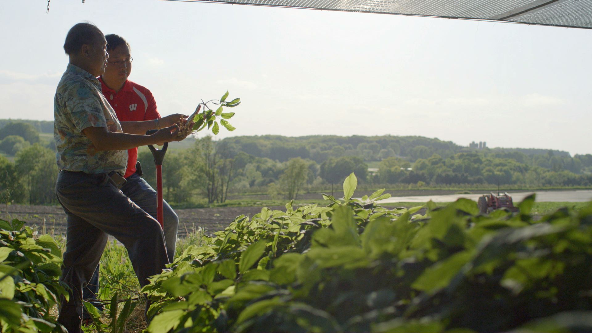 Wisconsin Ginseng