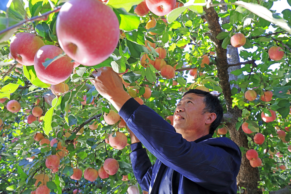 Apple picking