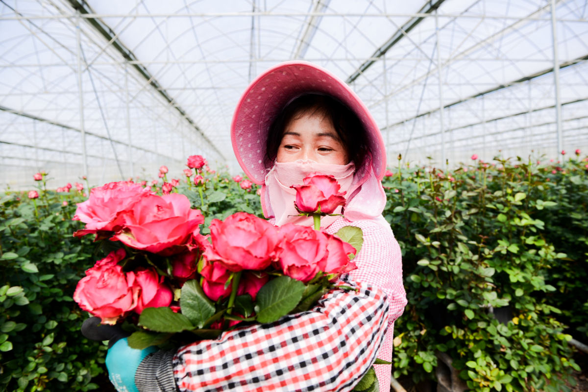 Flower farmer in Yunnan hugging a batch of roses