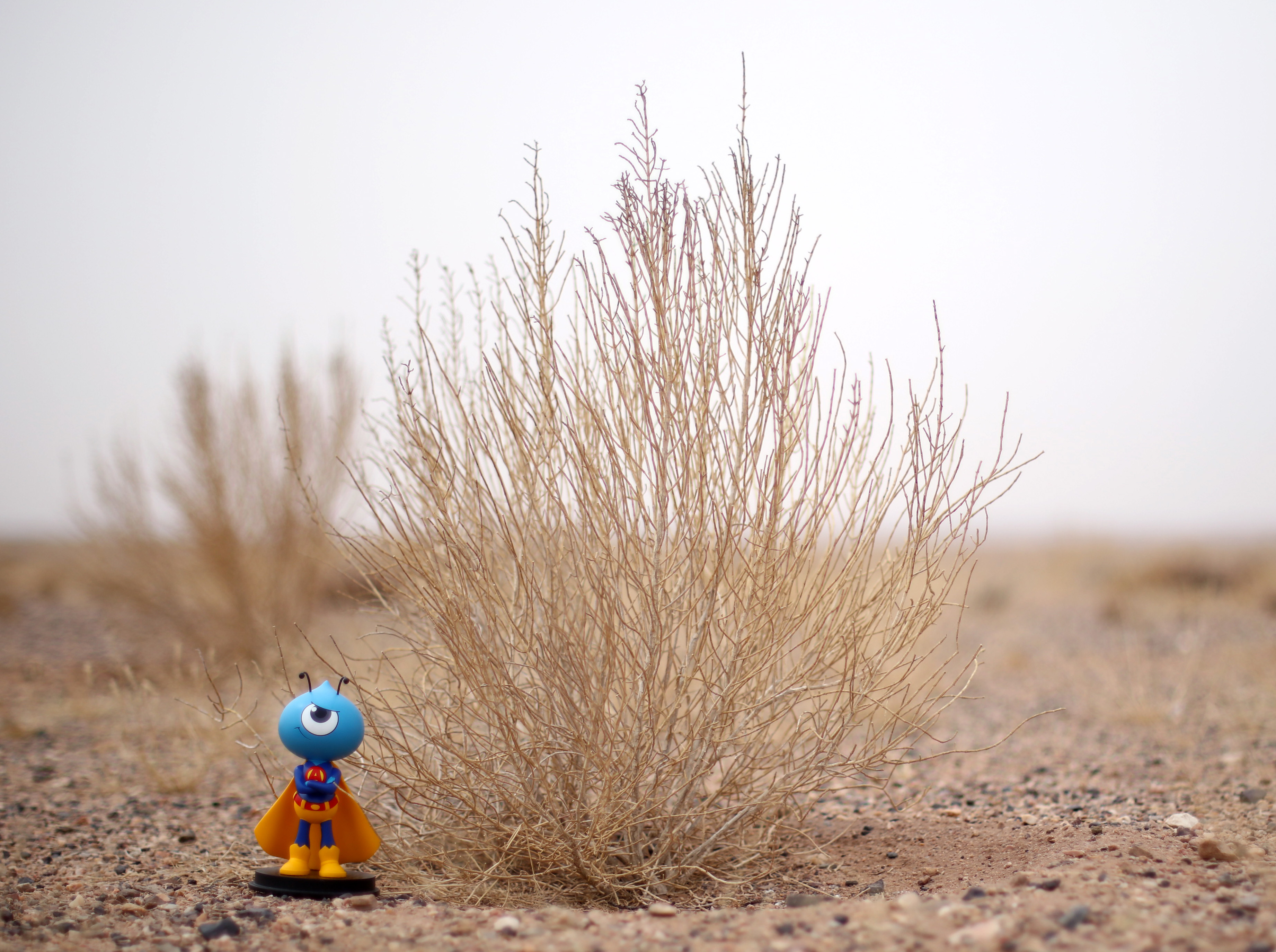 Trees planted by Ant Financial