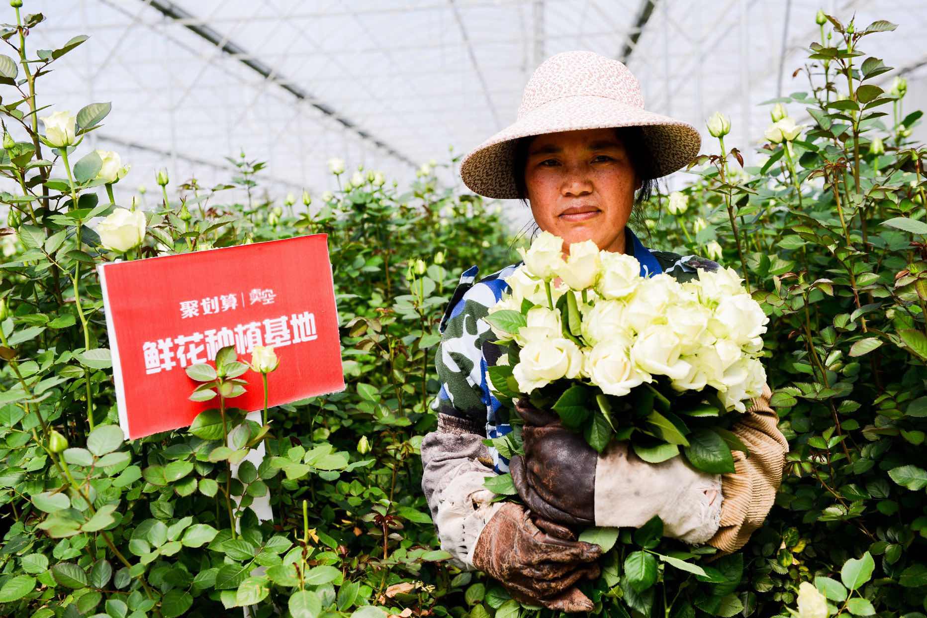Yunnan farmer holding roses Juhuasuan campaign_02142019