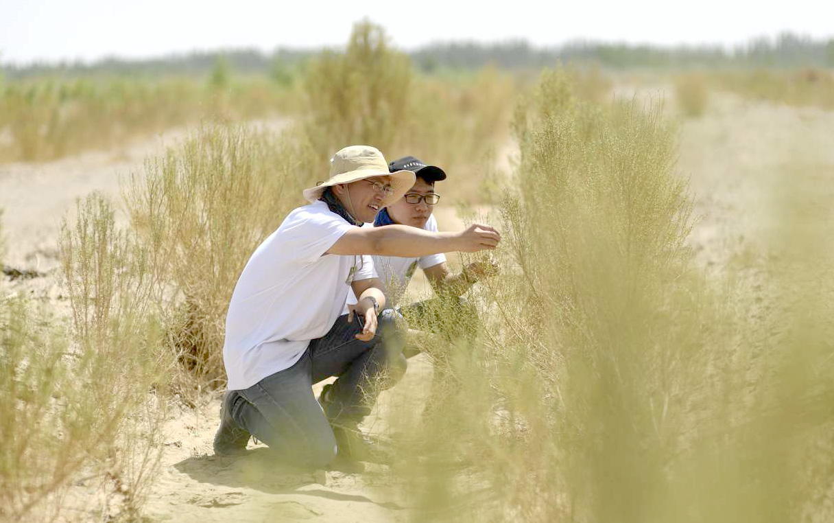 Alipay users plant Ant Forest trees in desert_04222019