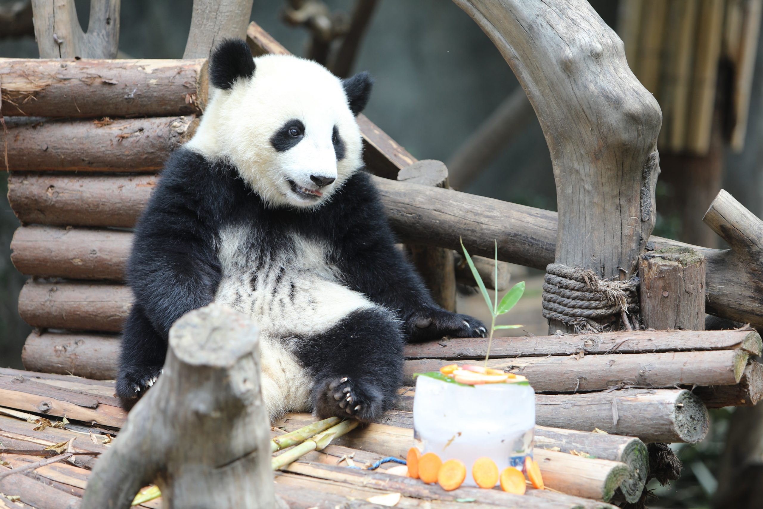 Chengdu Research Base of Giant Panda Breeding