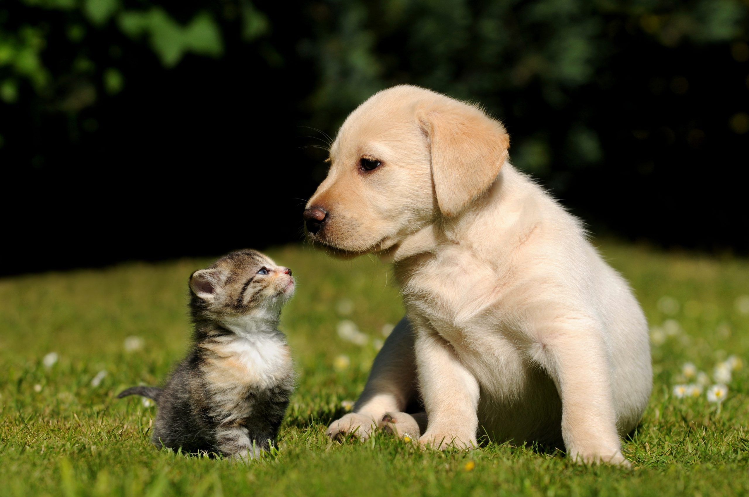 Shutterstock cat and dog