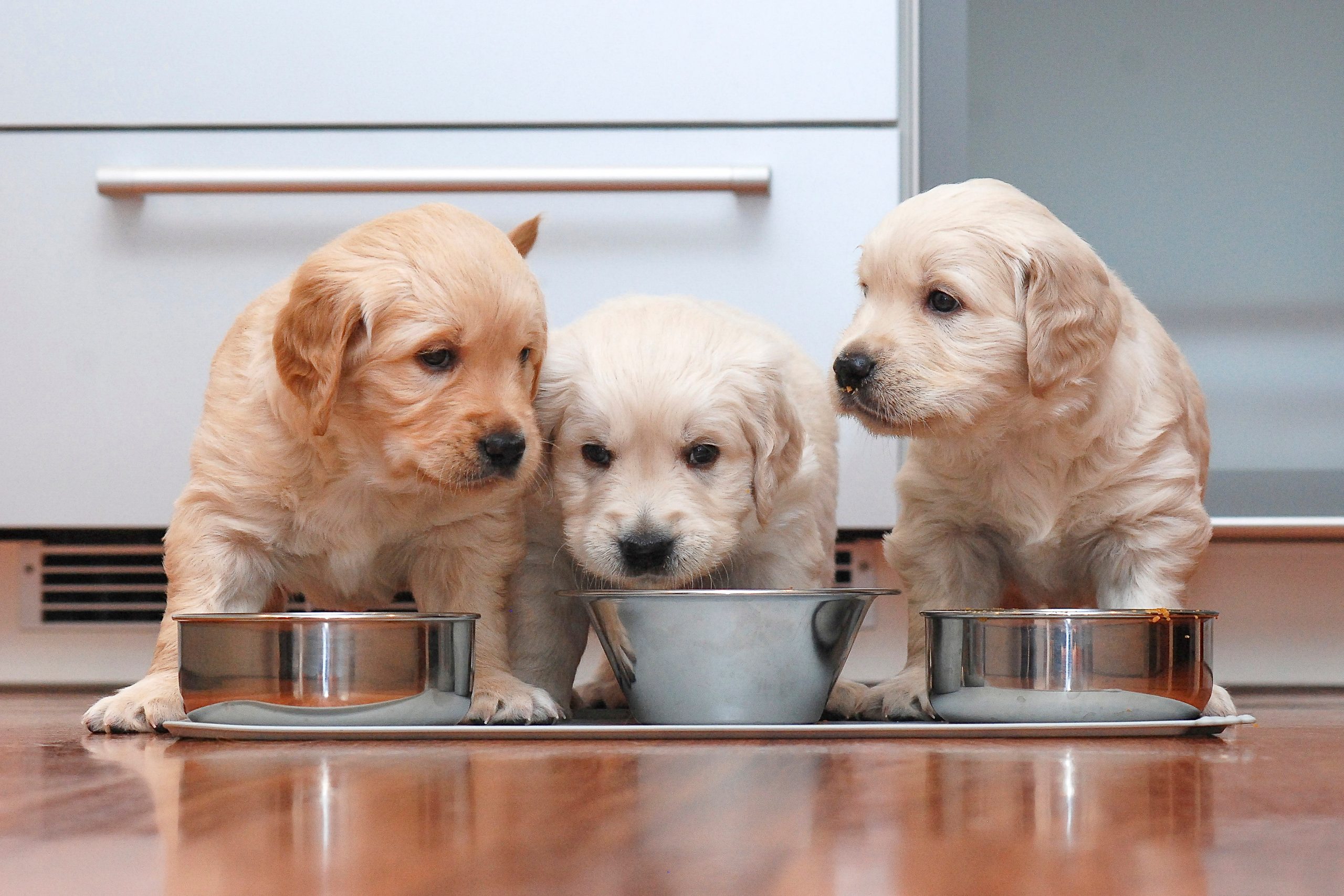 Shutterstock dog food