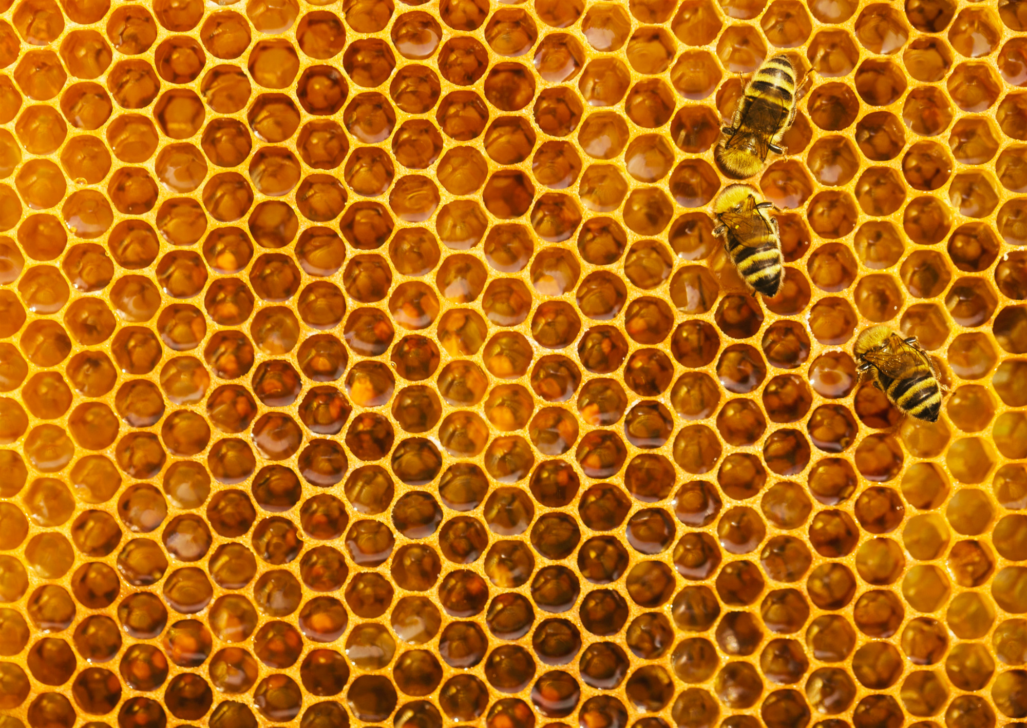 honey bees brazil