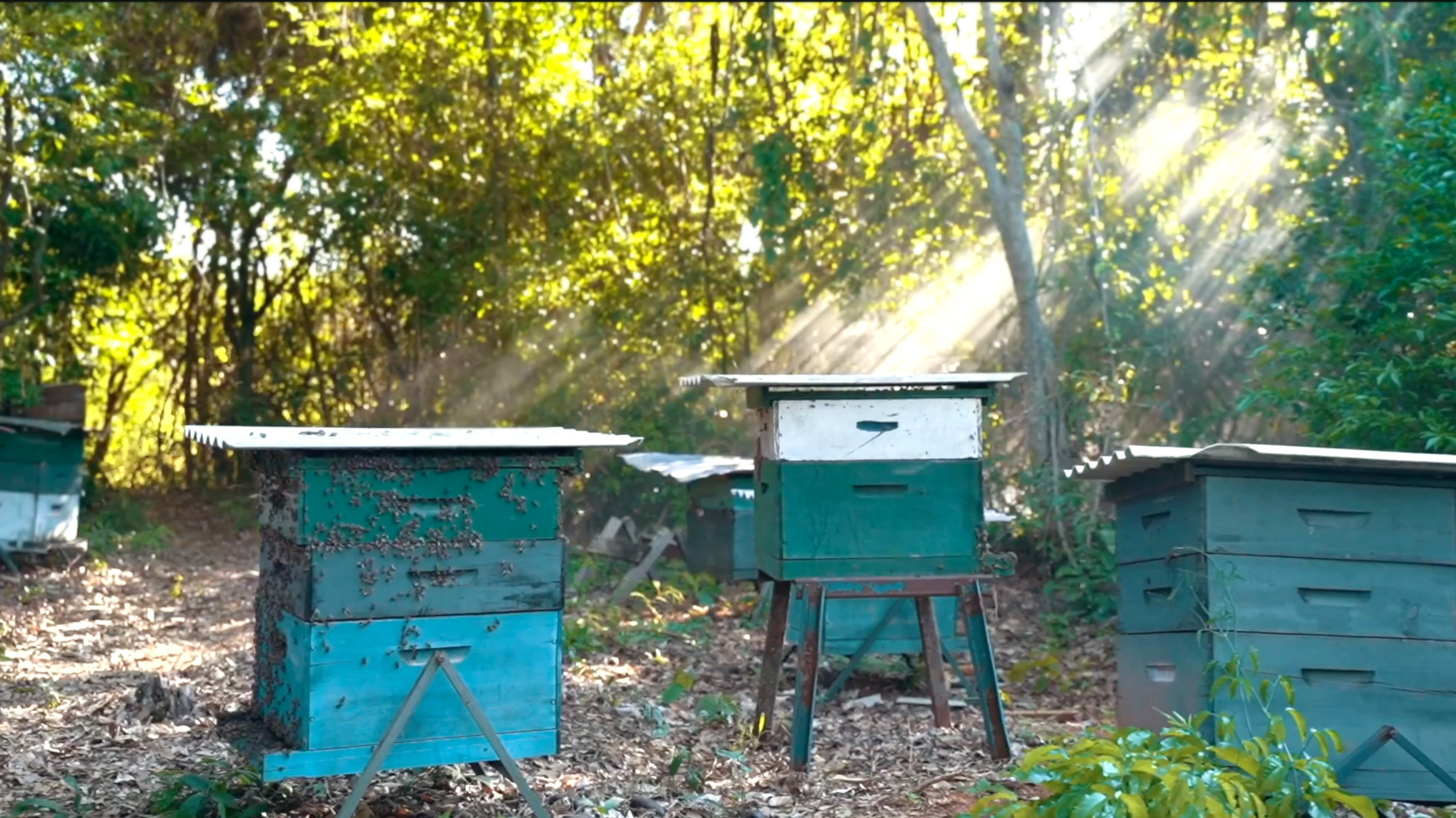 Novomel Beehives