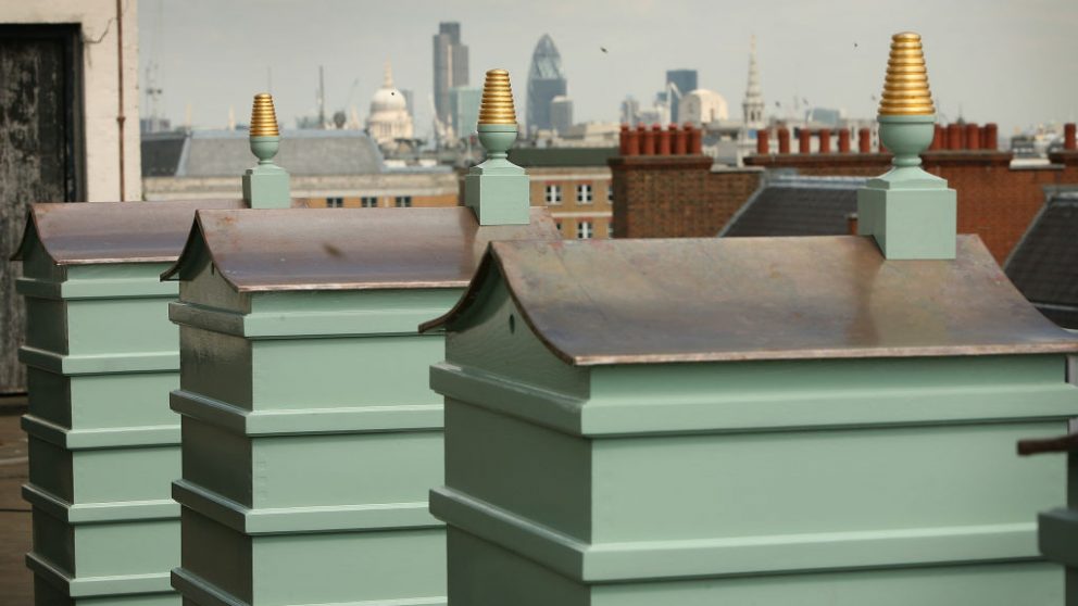 Bees On Fortnum & Mason’s Rooftop.jpg