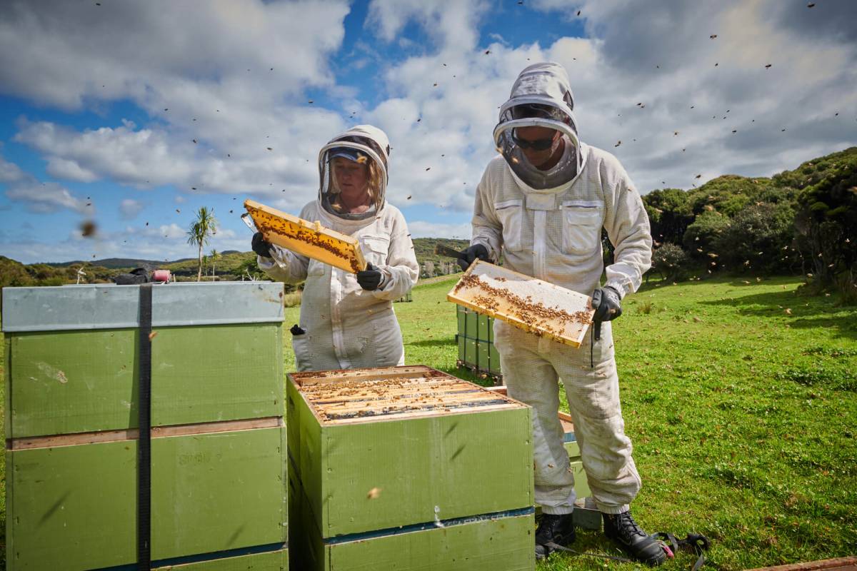 True-Honey-Co-harvesting-1